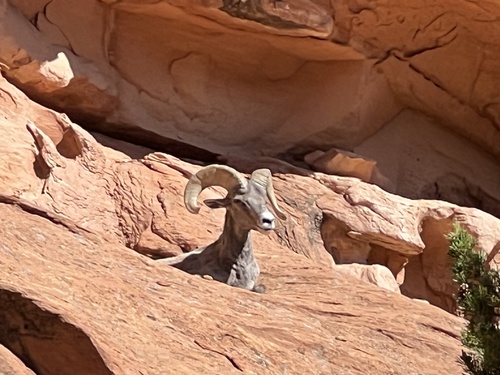 Bighorn Sheep photographed in Utah