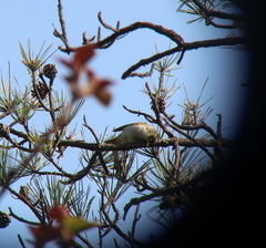 Phylloscopus coronatus