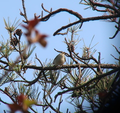 Phylloscopus coronatus