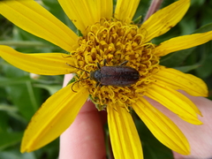Brachysomida californica