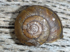 Helminthoglypta phlyctaena