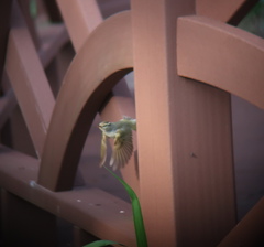 Phylloscopus coronatus