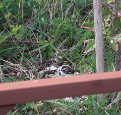 Phylloscopus coronatus