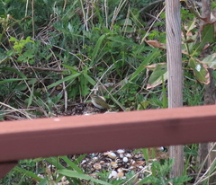 Phylloscopus coronatus