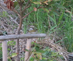 Phylloscopus coronatus