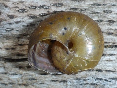 Helminthoglypta phlyctaena