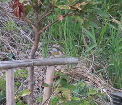 Phylloscopus coronatus