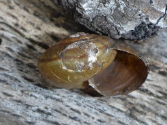 Helminthoglypta phlyctaena