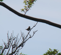 Turdus obscurus