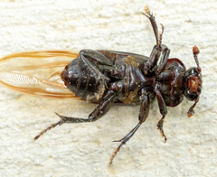 Nicrophorus pustulatus