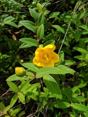 Hypericum