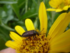 Brachysomida californica