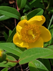 Hypericum