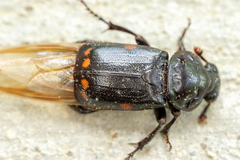 Nicrophorus pustulatus