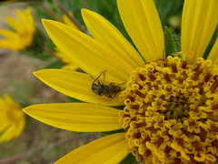 Brachysomida californica
