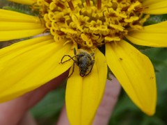 Brachysomida californica