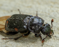 Nicrophorus pustulatus