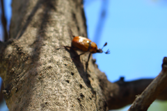 Oryctomorphus maculicollis
