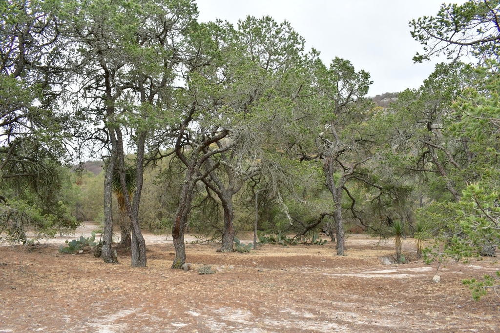 Mexican pinyon in June 2024 by Joey Santore · iNaturalist