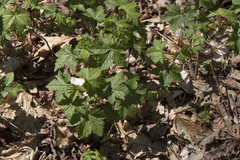 Ribes glandulosum