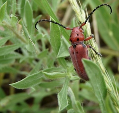 Tetraopes texanus