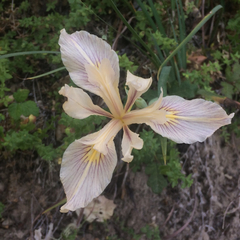 Iris fernaldii