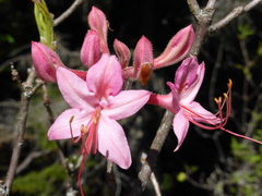 Rhododendron prinophyllum