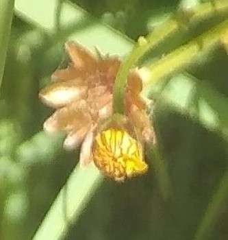 Chrysanthellum americanum (Golden Chamomile)