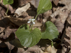 Viola pallens