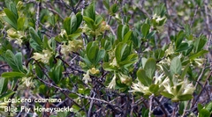 Lonicera caerulea cauriana