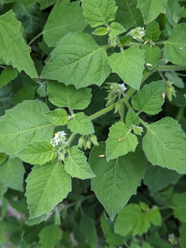 Image of Solanum sarrachoides by (c) Zihao Wang, some rights reserved (CC BY)