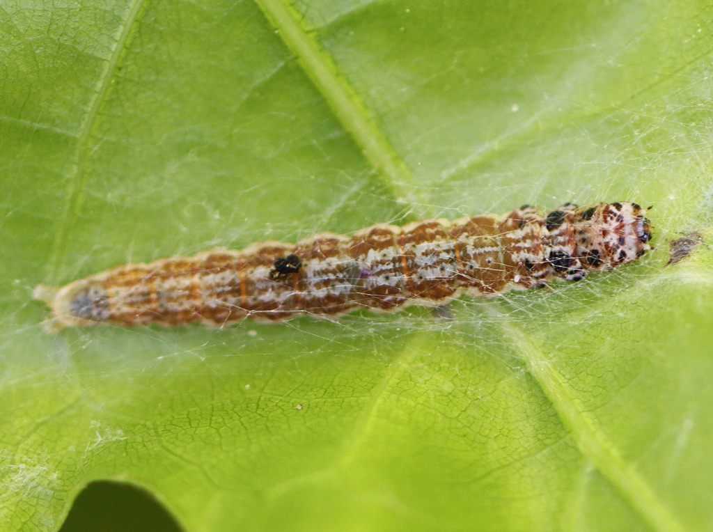 Antaeotricha osseella