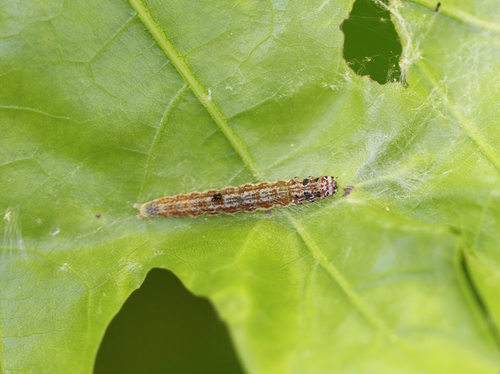 Antaeotricha osseella photo 3