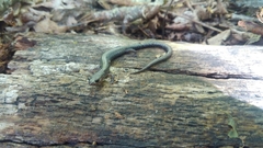Plethodon hoffmani