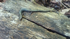 Plethodon hoffmani