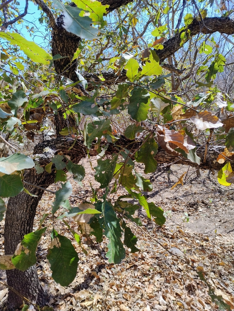 Quercus subspathulata (Quercus subspathulata)