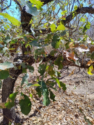 Quercus subspathulata (Quercus subspathulata)