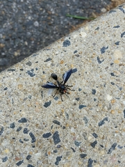 Physocephala floridana