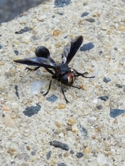 Physocephala floridana