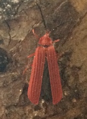 Punicealis hamata