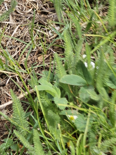 Image of Valeriana acutiloba by (c) Alan Rockefeller, some rights reserved (CC BY)