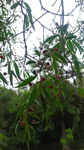 Image of Blepharocalyx salicifolius by (c) Rafael Tosi, some rights reserved (CC BY)