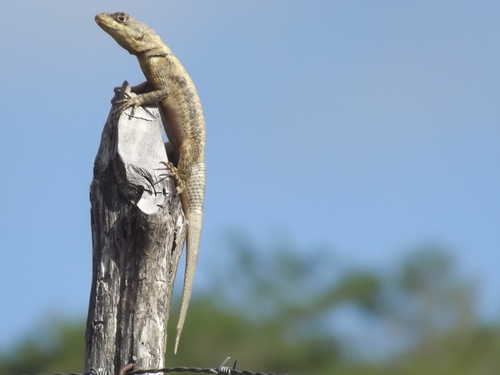 Peters' Lava Lizard, photo 9 of 10