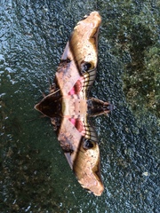 Amplypterus panopus