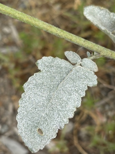 Erysiphe radulescui
