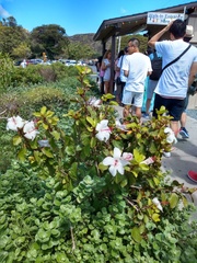 Hibiscus arnottianus