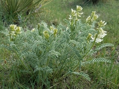 Astragalus drummondii
