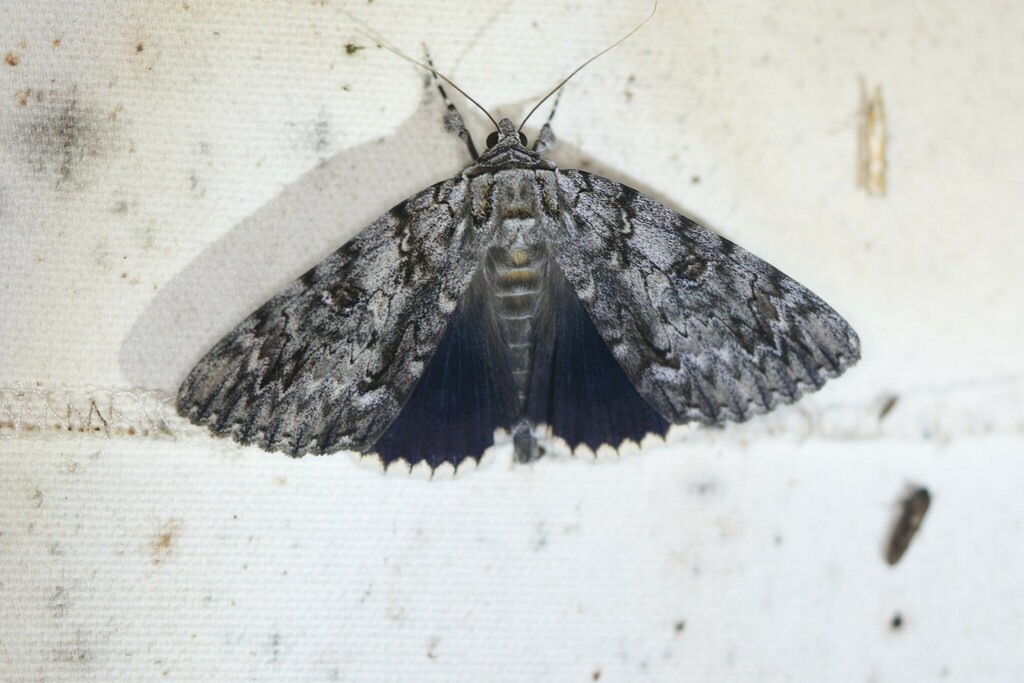 Ulalume Underwing