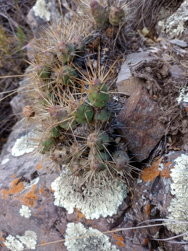 Maihueniopsis ovata