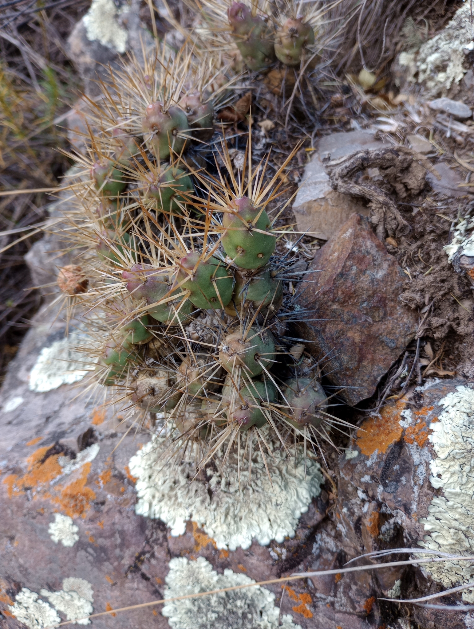 Maihueniopsis ovata